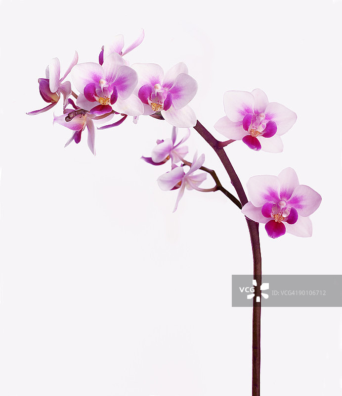 粉白色兰花图片素材