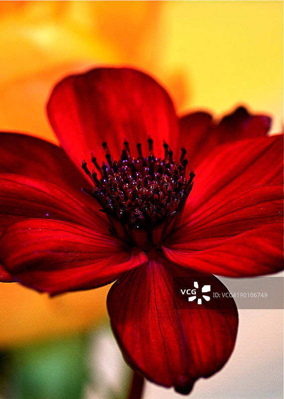 巧克力 cosmos图片素材