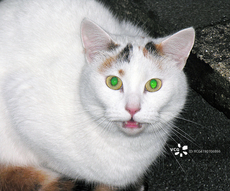 拥有发光绿眼睛的猫图片素材