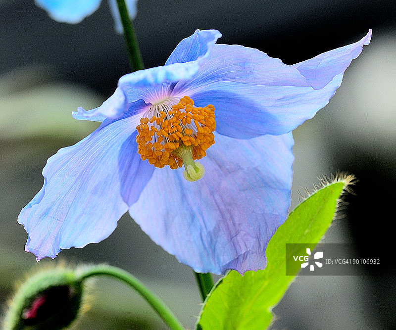 绿绒蒿花图片素材
