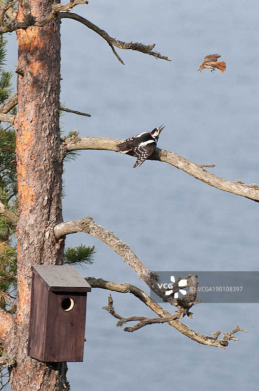 鸟类争斗图片素材