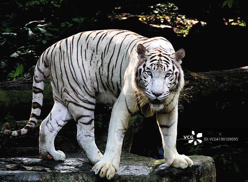 白老虎图片素材