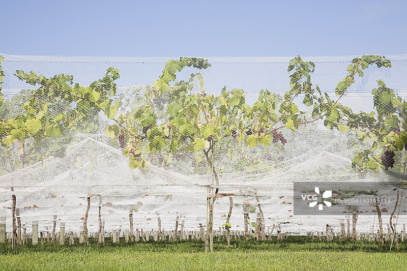 葡萄藤和防护网图片素材