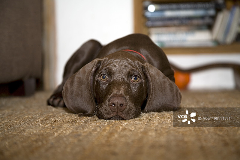 棕色德国短毛指示犬肖像图片素材
