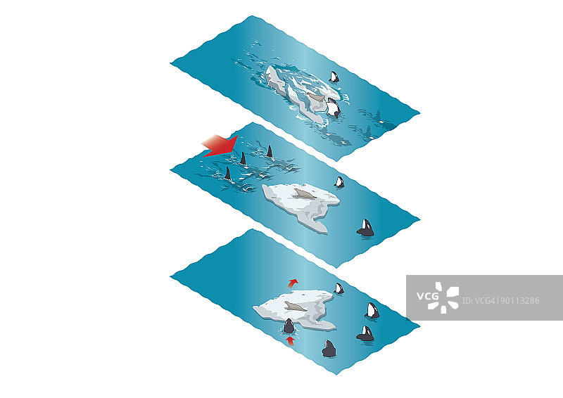 数字插图展示虎鲸（Orcinus orca）波浪捕猎在浮冰上休息的海豹图片素材
