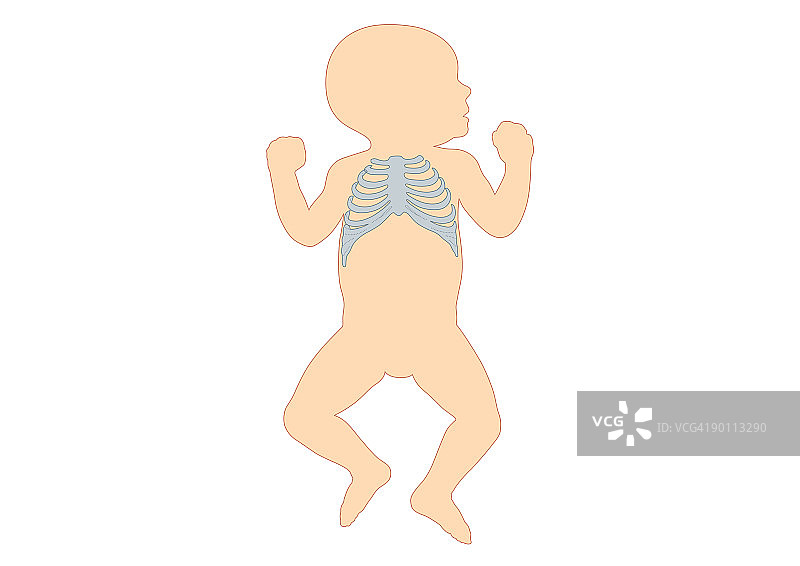 新生儿肋骨数字插画图片素材