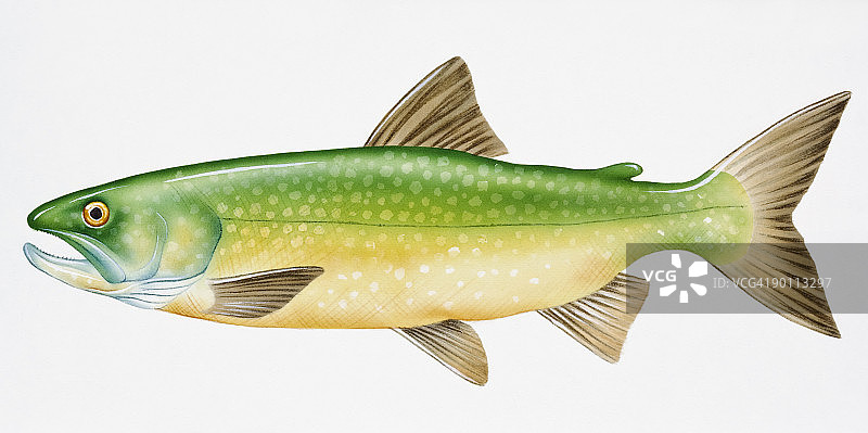 淡水鱼类湖鳟数字插画图片素材