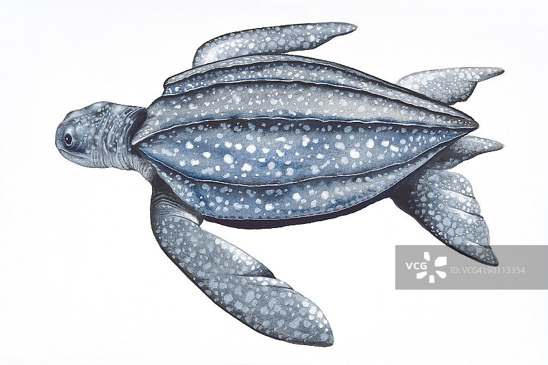 革龟（Dermochelys coriacea）的数字插图，显示其革质背甲图片素材