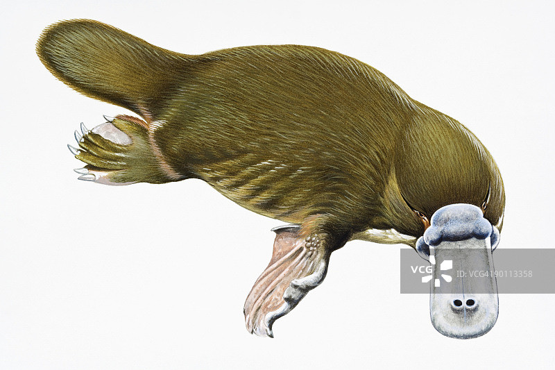 鸭嘴兽数字插画图片素材