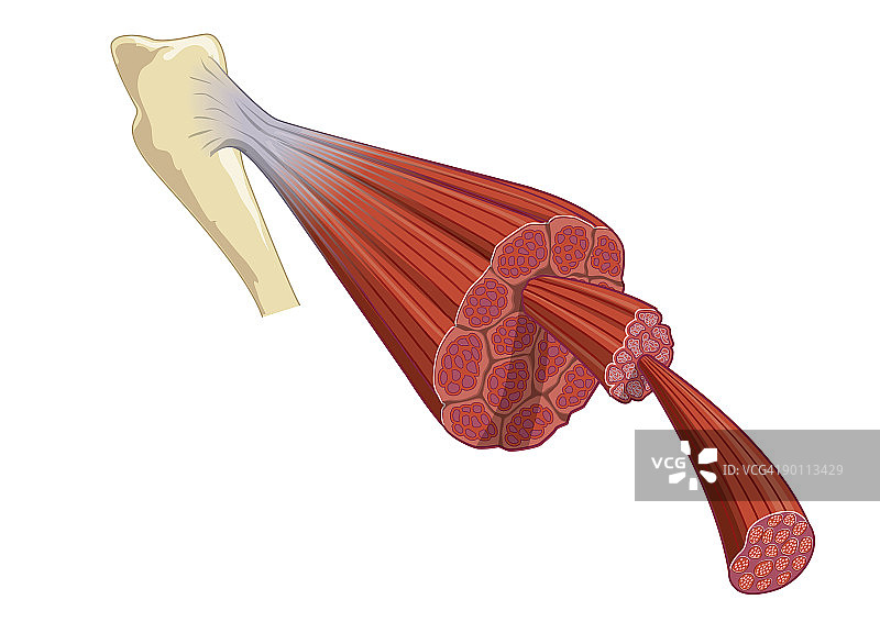依附于骨骼的脊椎动物肌肉数字图：由数千条更细的肌原纤维组成的肌纤维束图片素材