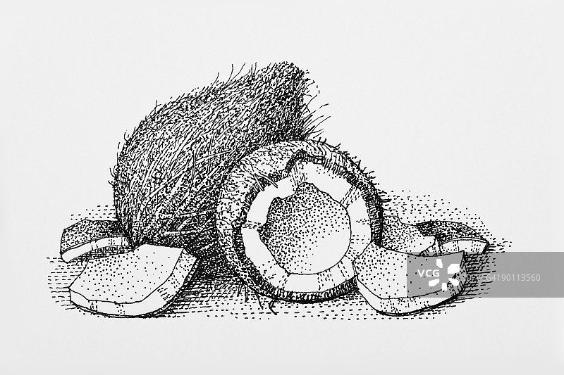 黑白椰子插画图片素材