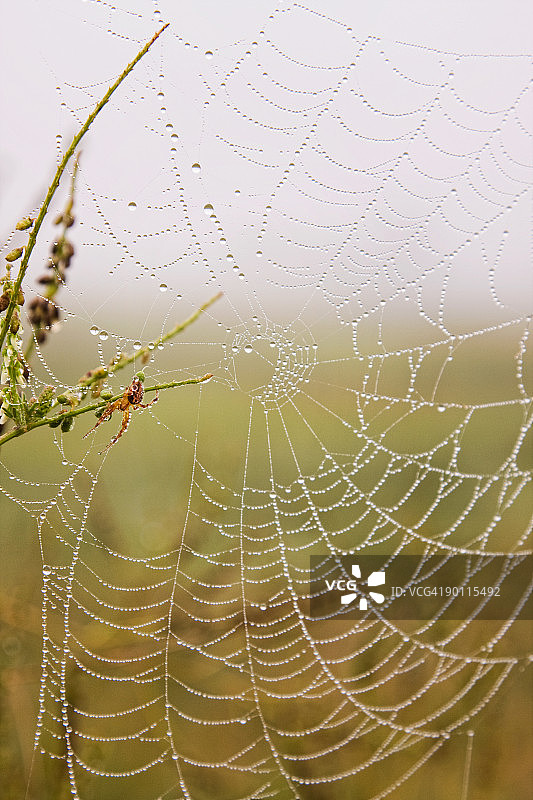 雨后网上蜘蛛图片素材