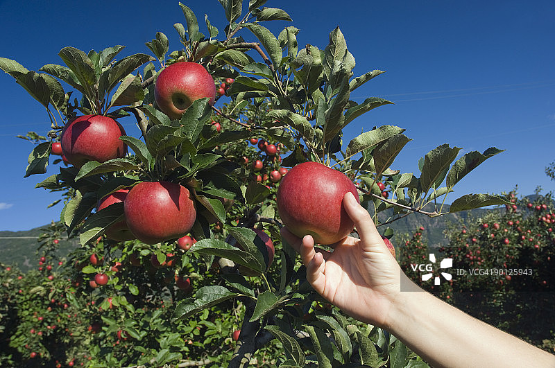 手从树上摘苹果，南蒂罗尔图片素材