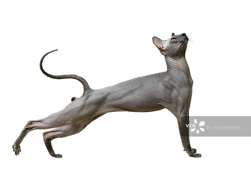 可爱的斯芬克斯猫图片素材