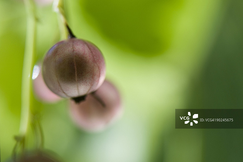 灌木丛上生长的粉色醋栗特写图片素材
