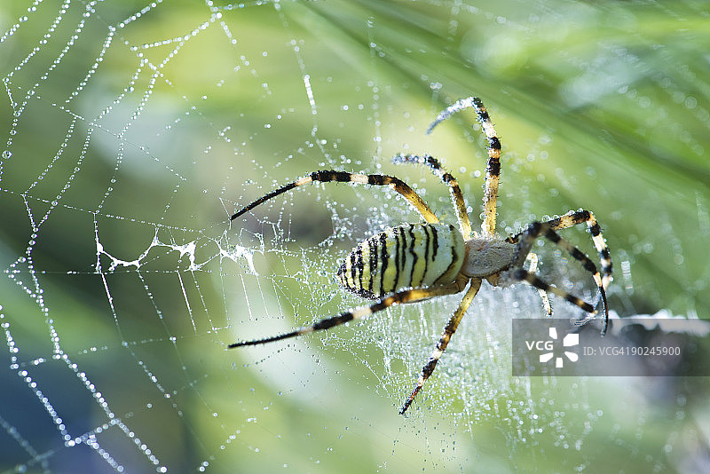 正在织网的黄色园蛛图片素材