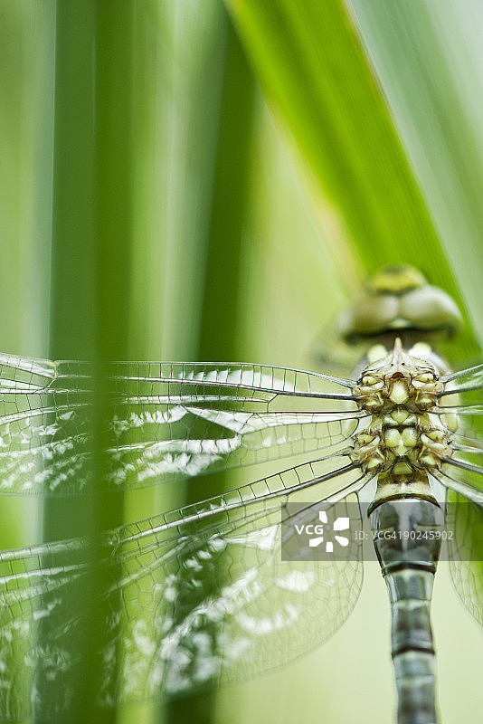 蜻蜓胸部特写图片素材