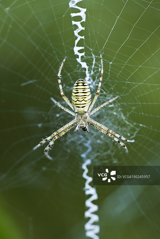 在网中央等待猎物的黄色园蛛图片素材