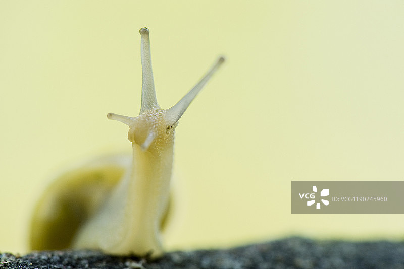 白唇蜗牛特写图片素材
