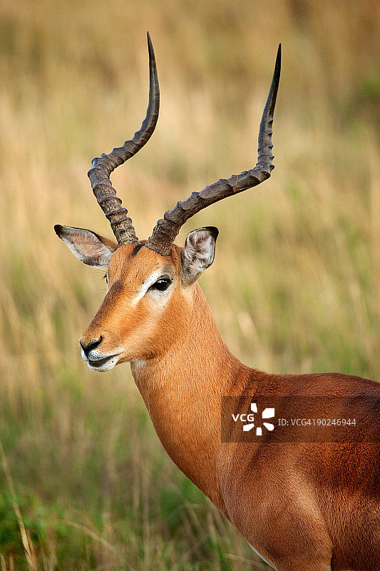 警惕的黑斑羚图片素材