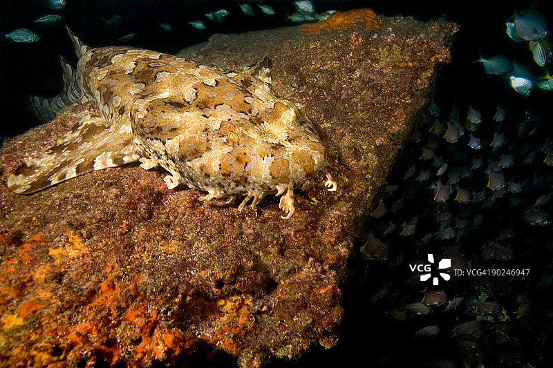 带纹须鲨图片素材