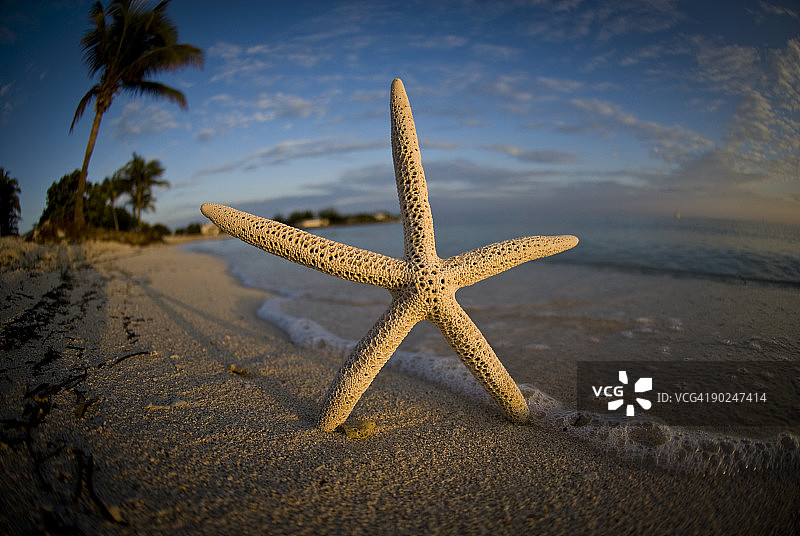 海浪中的海星图片素材