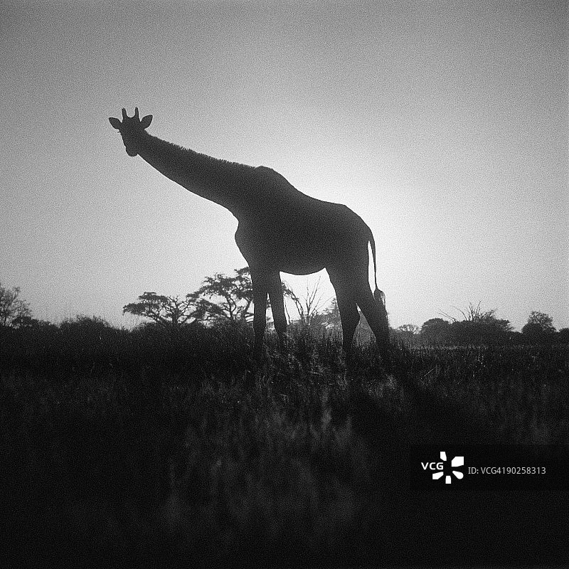长颈鹿轮廓图片素材