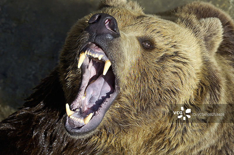 咆哮的熊图片素材