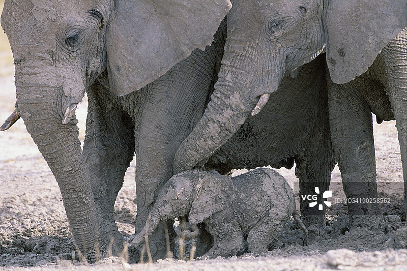 大象一家图片素材