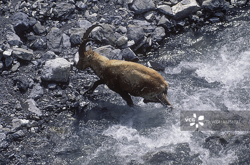 瑞士格里松山区溪流中的阿尔卑斯山羊图片素材