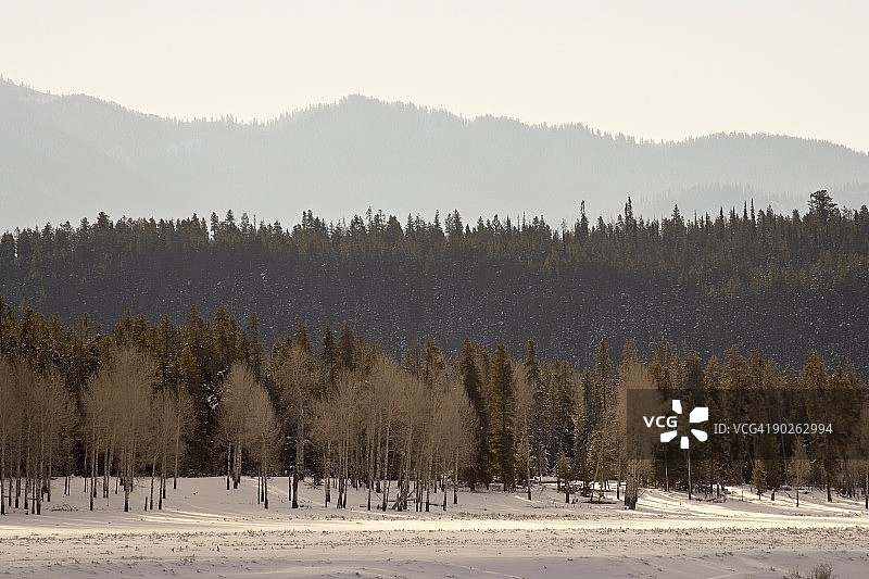 怀俄明州大提顿国家公园的积雪森林景观图片素材