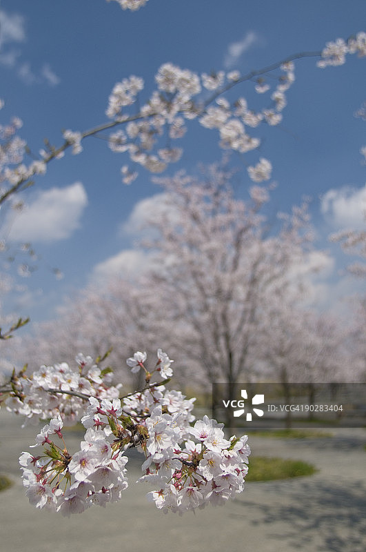 樱花图片素材