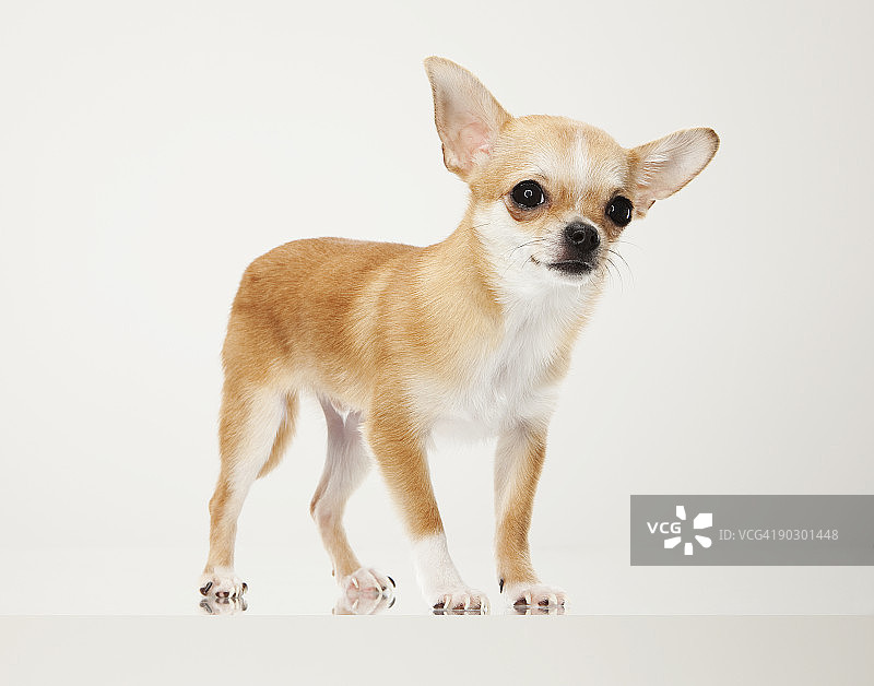 棕褐色吉娃娃犬肖像图片素材