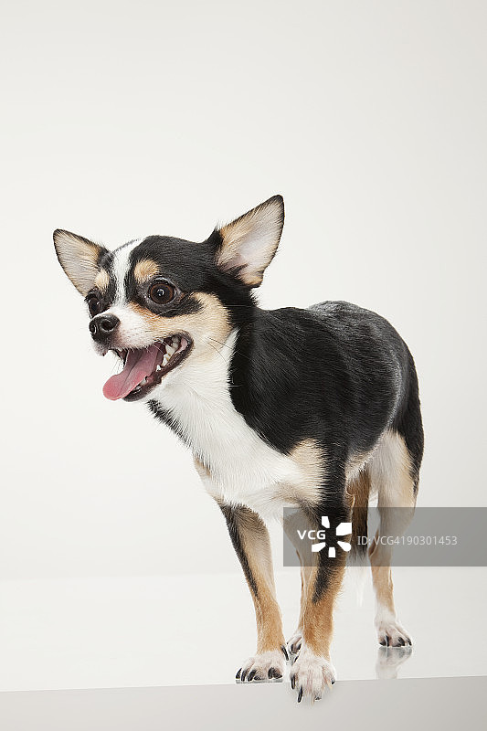 喘气的吉娃娃犬图片素材