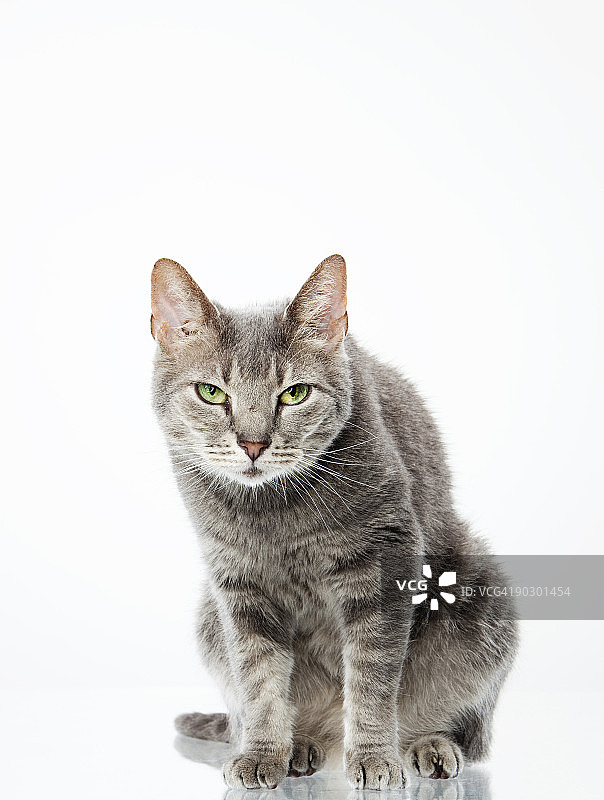 怒视侧面的灰色虎斑猫图片素材