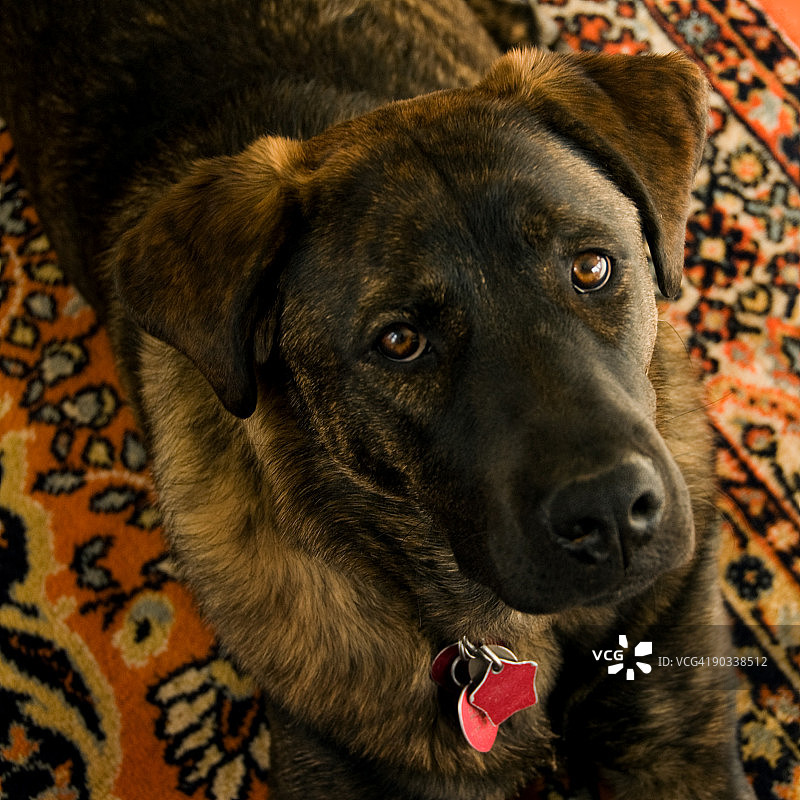 地毯上的虎斑狗图片素材