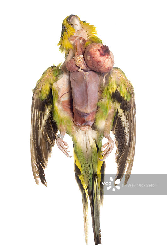 患癌症死去的草长尾鹦鹉图片素材