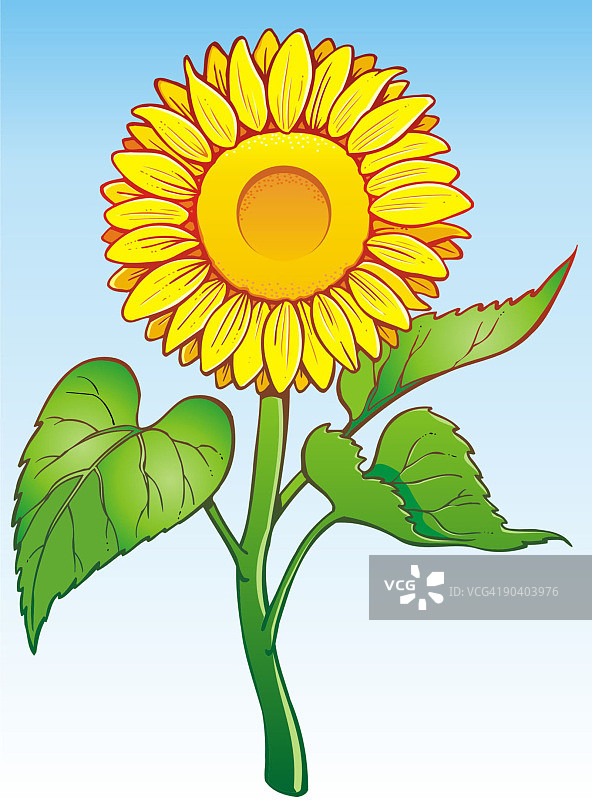 向日葵图片素材