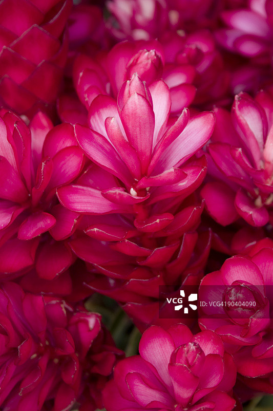 红姜花图片素材