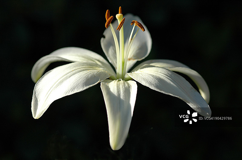 百合花特写图片素材