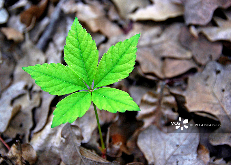 一片孤独的树叶图片素材