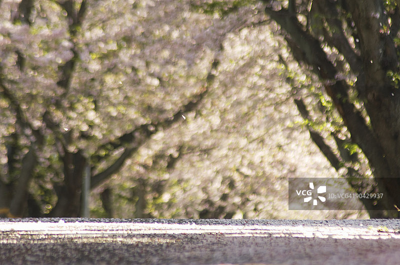 樱花树下的道路图片素材