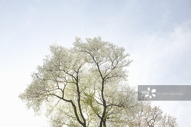 樱花的树图片素材