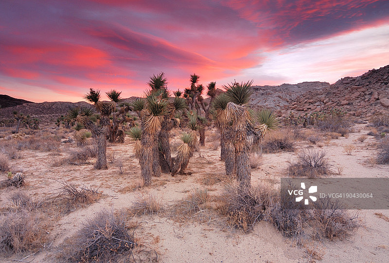 红岩峡谷州立公园的约书亚树图片素材