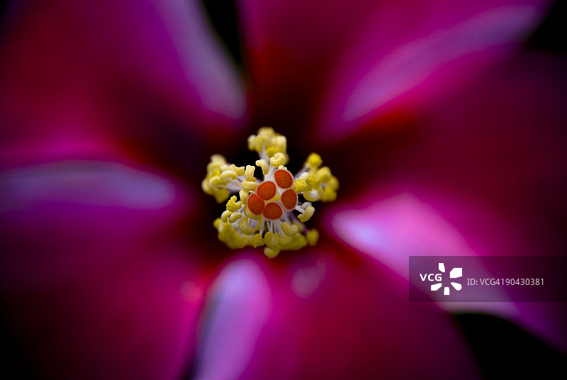 俯视芙蓉花图片素材