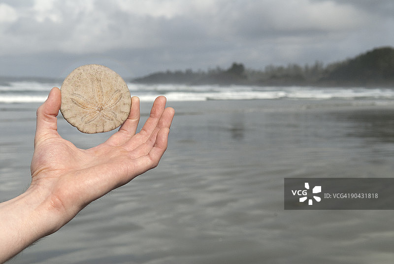 一只手在海边拿着一个沙钱图片素材