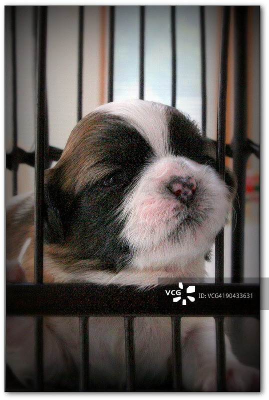 笼子里的西施幼犬图片素材
