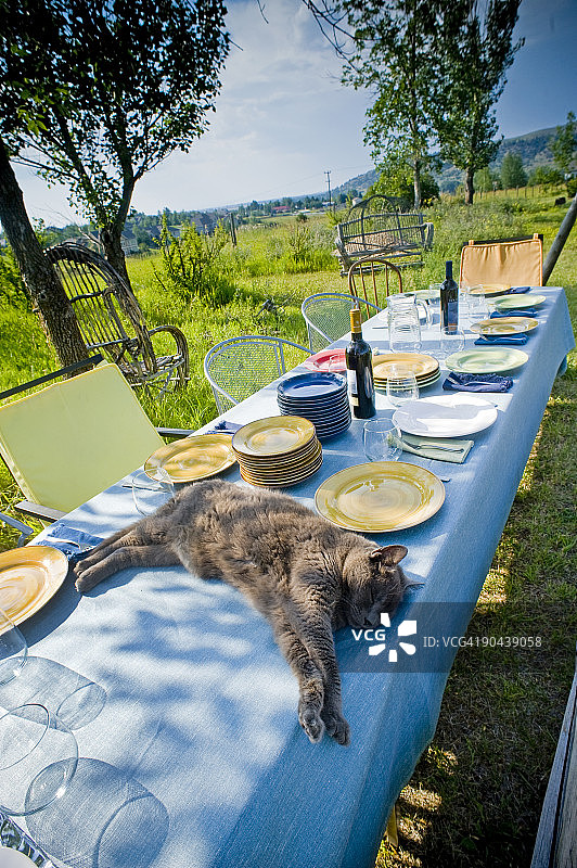 猫咪睡在户外餐桌上图片素材
