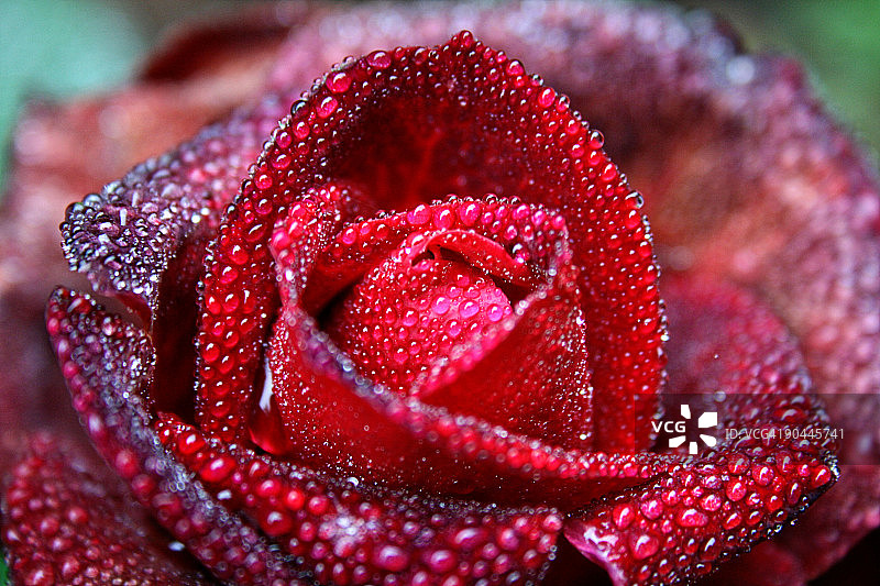 沾有水滴的玫瑰花特写图片素材