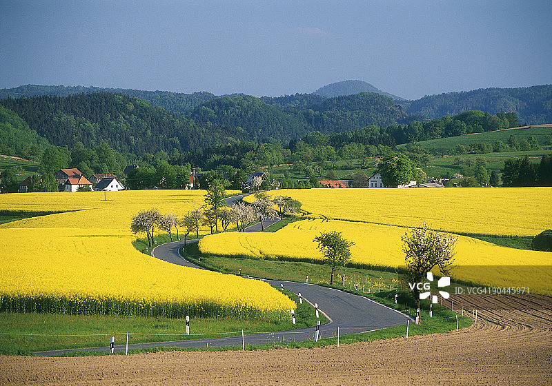 德国萨克森瑞士盛开的油菜田和乡村道路图片素材